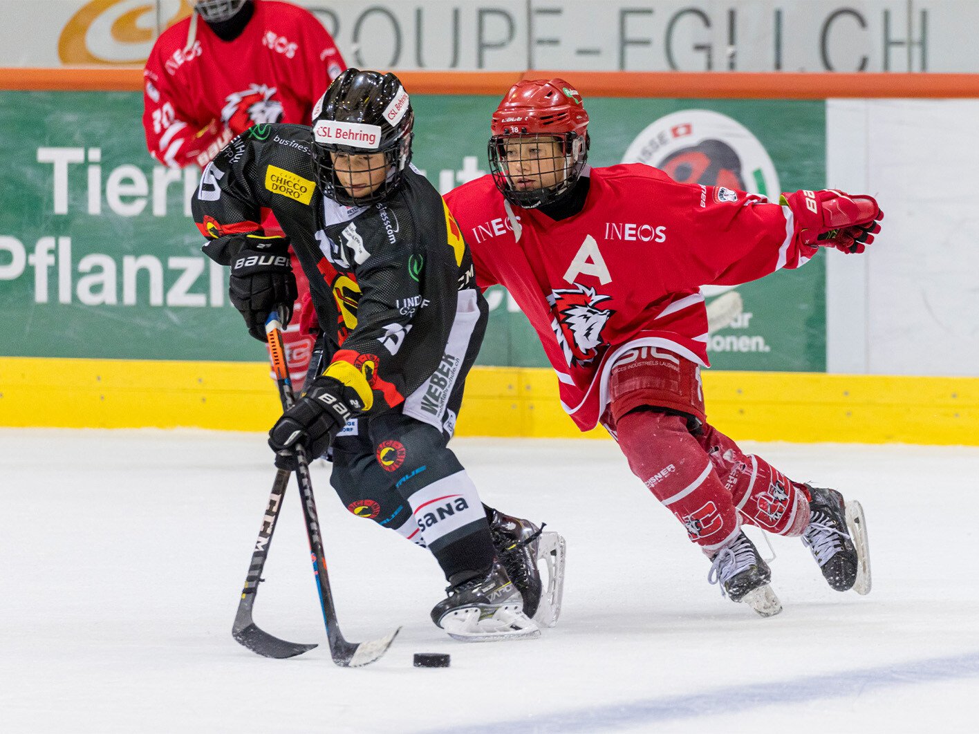 Ein SCB Future Eishockeyspieler und ein HC Davos Eishockeyspieler kämpfen um den Puck.