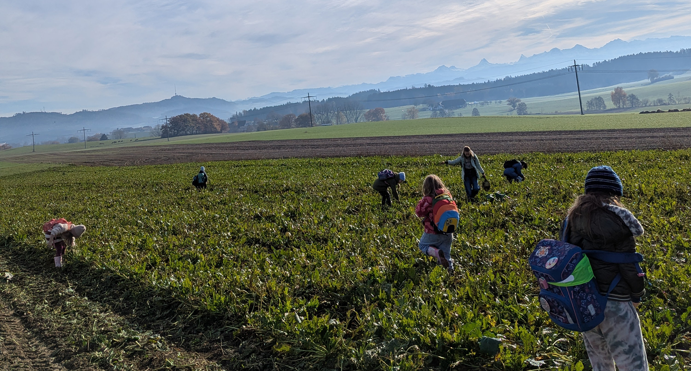 Schülerinnen und Schüler auf dem Zuckerrübenfeld.