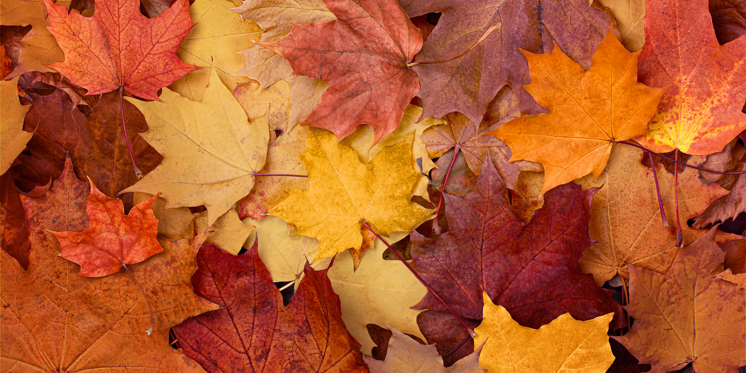 Bunte Herbstblätter in leuchtenden Gelb-, Orange- und Rottönen.