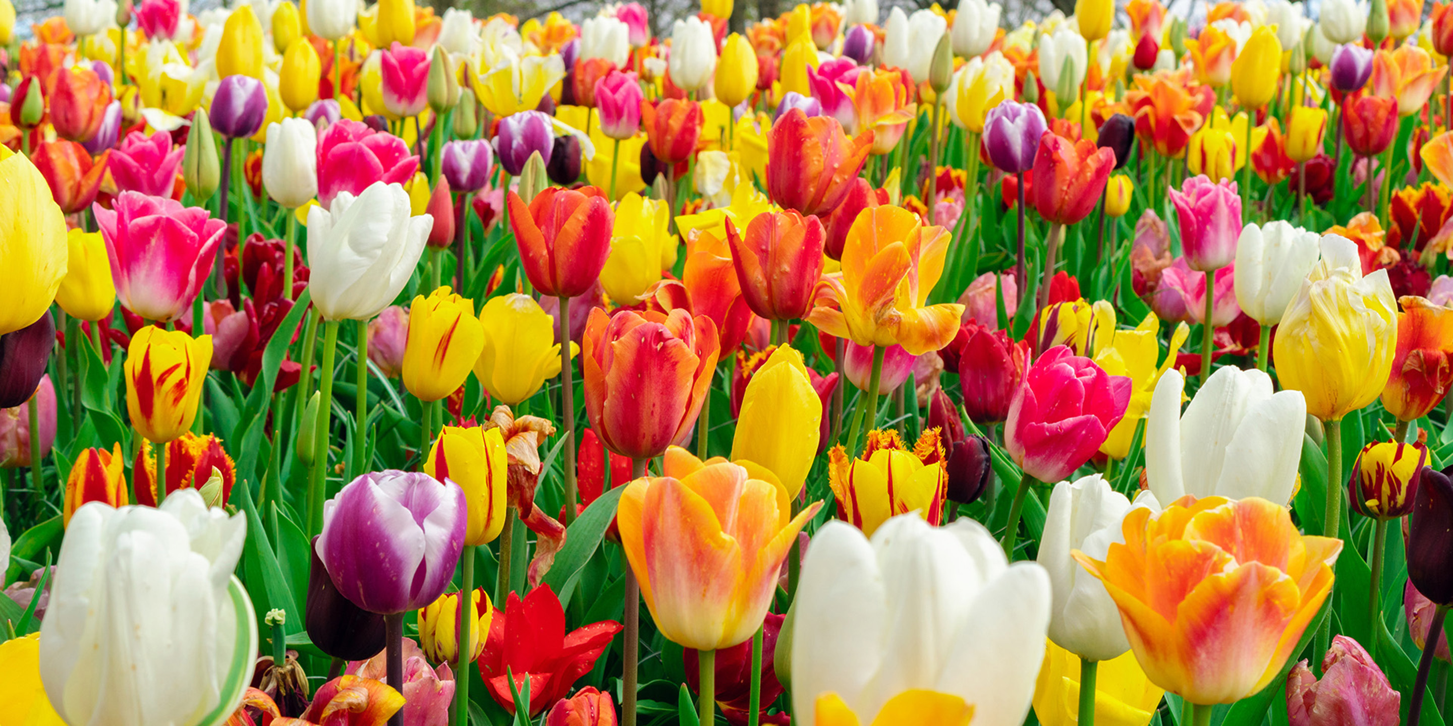 Öffnungszeiten Schulferien