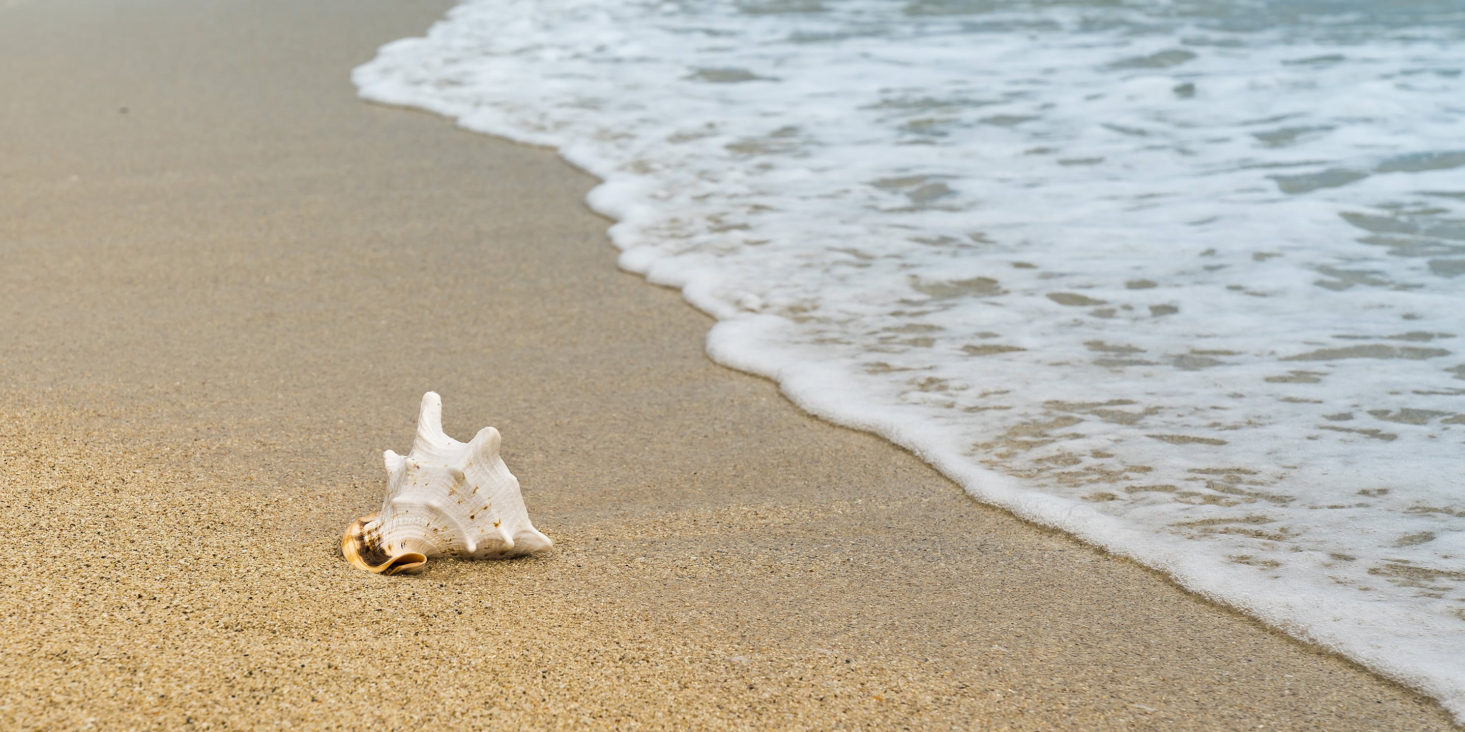 Eine weiße Muschel liegt am Sandstrand, während sanfte Wellen des Meeres an das Ufer rollen.