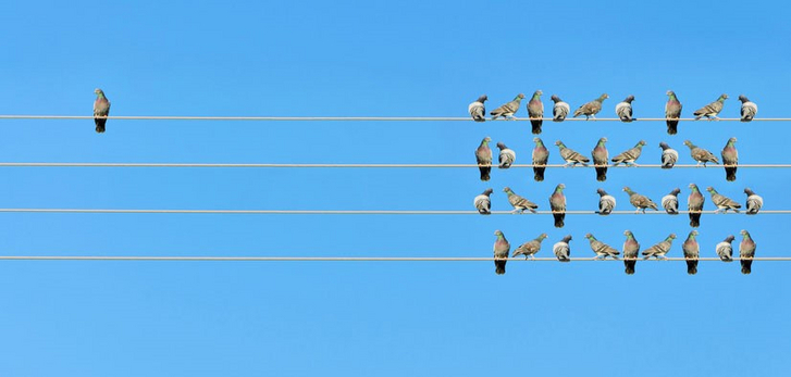 Vögel sitzen auf Stromleitungen