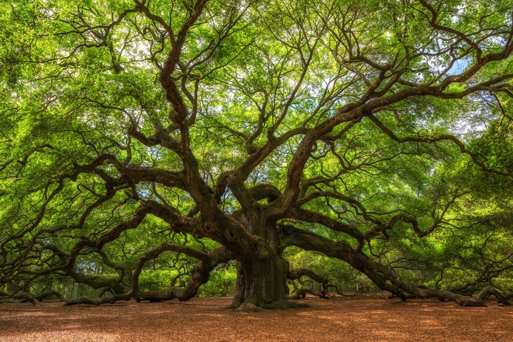 Ein alter Baum mit dickem Stamm und gewaltigen Ästen. https://wo.wetteronline.de/presse/pressearchiv/der-unschaetzbare-wert-alter-baeume/